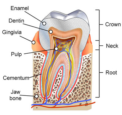 Root canal therapy London | Carling Heights Dental Clinic